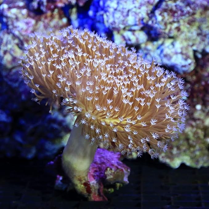 サンゴ 沖縄産 ウミキノコ ロングポリプ ｍサイズ １個 北海道 九州 沖縄航空便要保温 Charm チャーム サンゴ 通販 Amazon