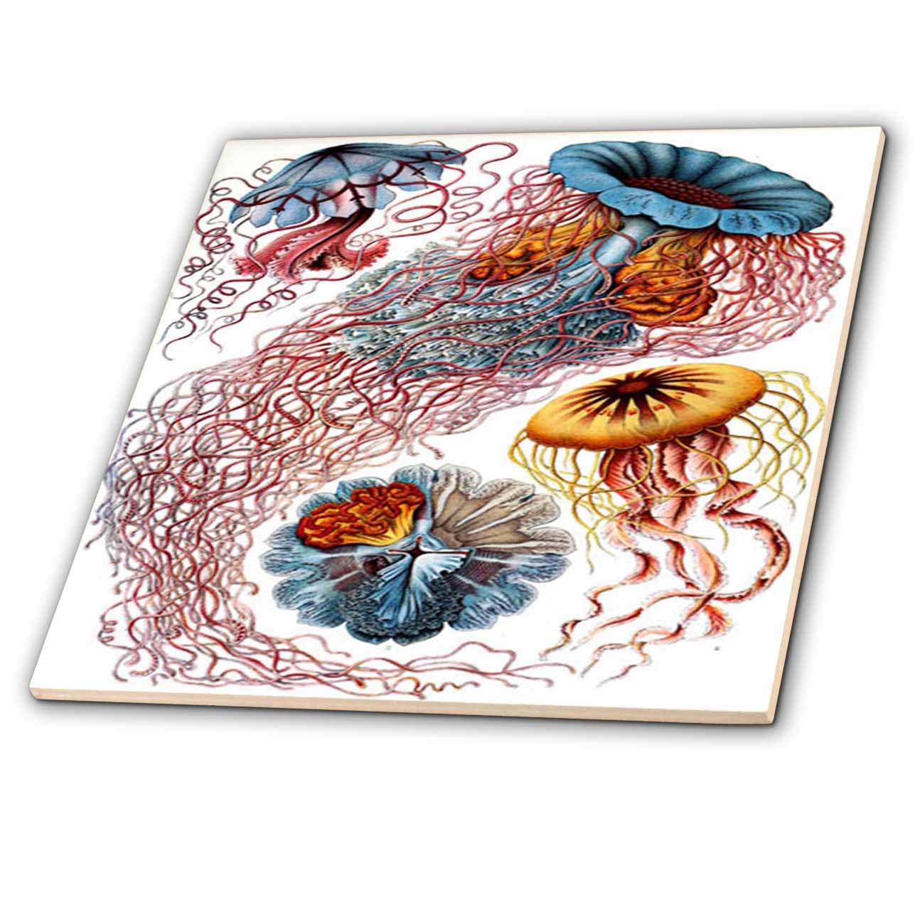 Photo 1 of 3dRose ct_80560_4 1904 German Biologist Vintage Drawings of Jellyfish Ceramic Tile, 12"
