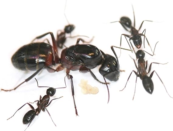 Mejores hormigas Camponotus Ligniperda Hormiga reina con ...