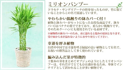 Amazon 幸運を呼ぶ ミリオンバンブー ドラセナ サンデリアーナ 7号 セットでお得 肌触りの良い鉢カバーｃ付 観葉植物 オンライン通販