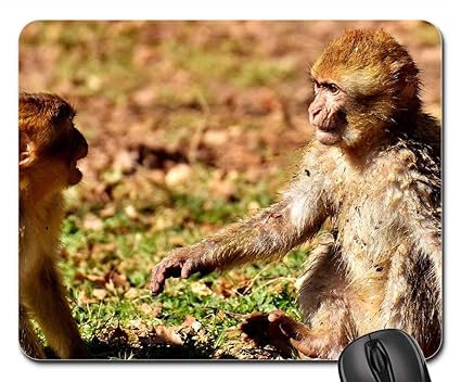 Tapis De Souris Singes Berbères Jouant Mignon Espèces En - 