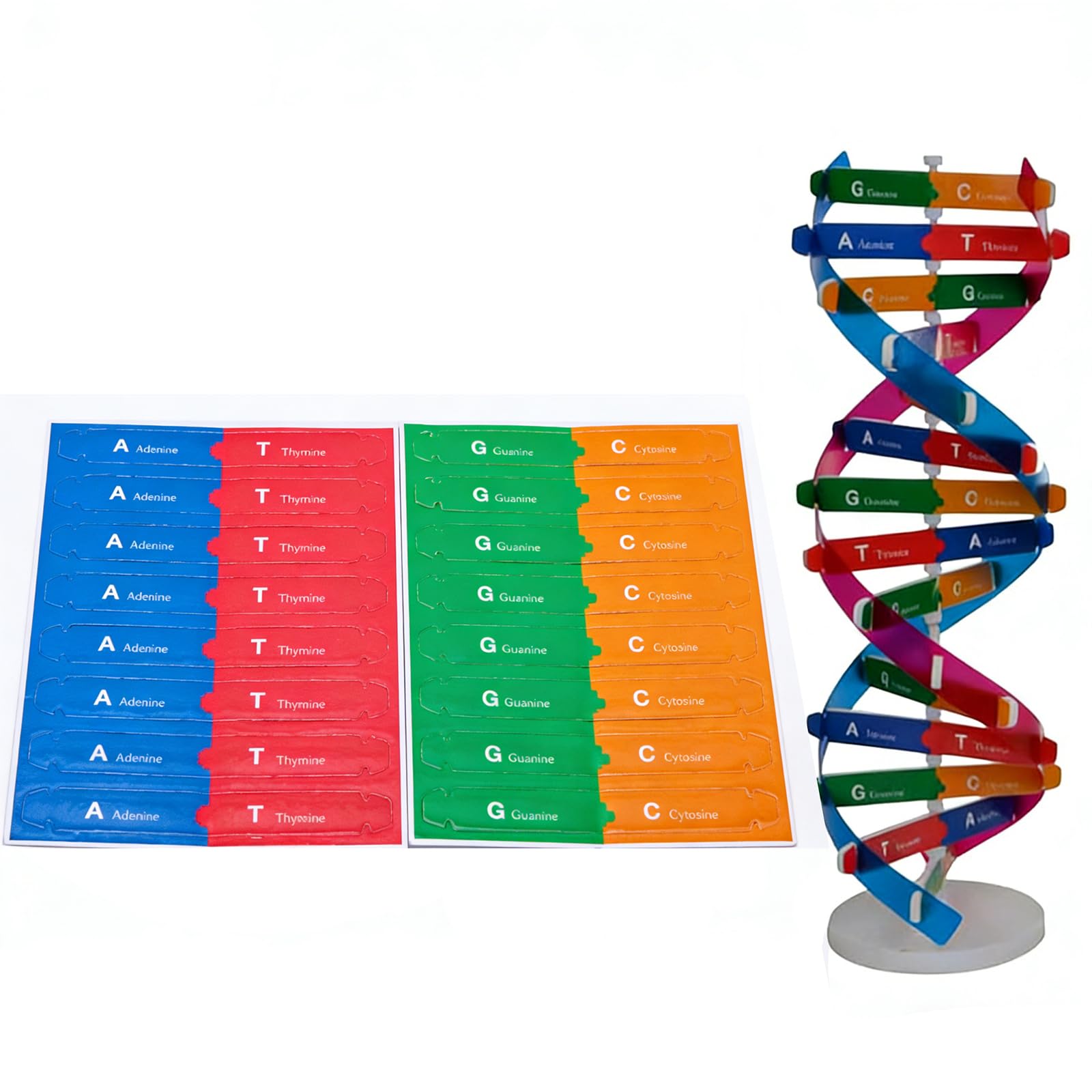 DNA Double Helix Model Kit, Human Genes Molecular Structure Assembly Model for Biology Science Education, Professional Teaching Demonstration Tool for Teachers and Learners