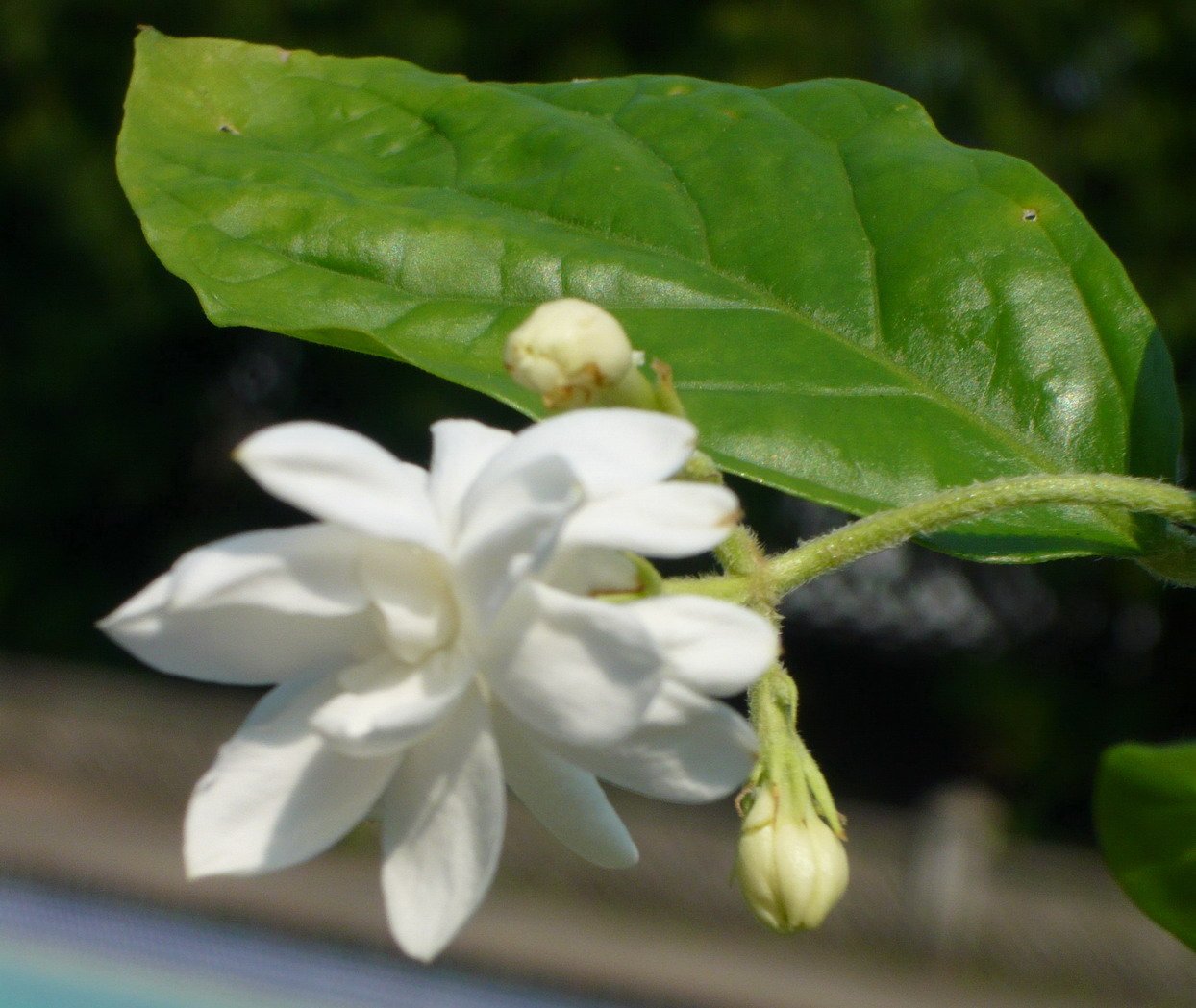 Jasmine Sambac "Mysore Mulli " Rare Plant Buy Online in UAE. Lawn Garden Products in the UAE