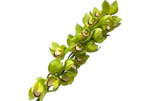 WANGBINYU 1 Stem Green Fresh Cymbidium Orchid Flowers Bulk Flowers Wholesale DIY Hydroponic Flower Arrangement Home Decor Birthday Anniversary Healing Mother's Day Gift