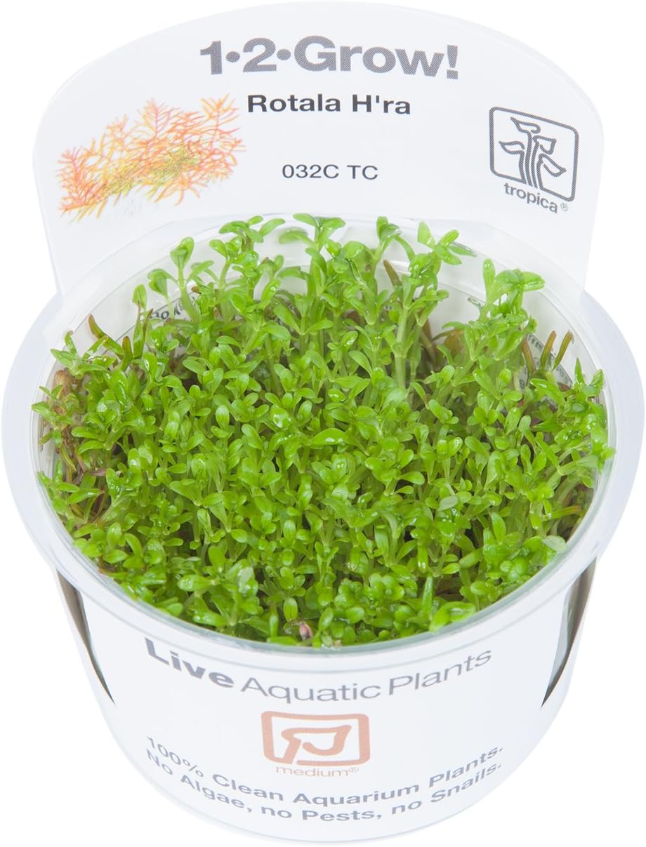 Tropica Rotala Vietnam H'ra 12Grow Tissue Culture In Vitro Live