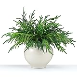 Jutom 6 Pcs Christmas Norfolk Pine