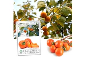 Date Plum Persimmon Fruit Tree, 30+ Tree Seeds, Exotic & Rare, 80% Germination, (Isla's Garden Seeds), Non GMO & Heirloom Seeds, Scientific Name: Diospyros Lotus