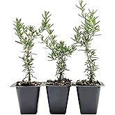3 Creeping Rosemary in 2.5&rdquo; Nursery Cubes (Rosmarinus officinalis &lsquo;Prostratus&rsquo;) | Evergreen Aromatic Groundcover Herb for Rock Gardens, Walls &amp; Containers | Ready-to-Plant Live Starter Plants