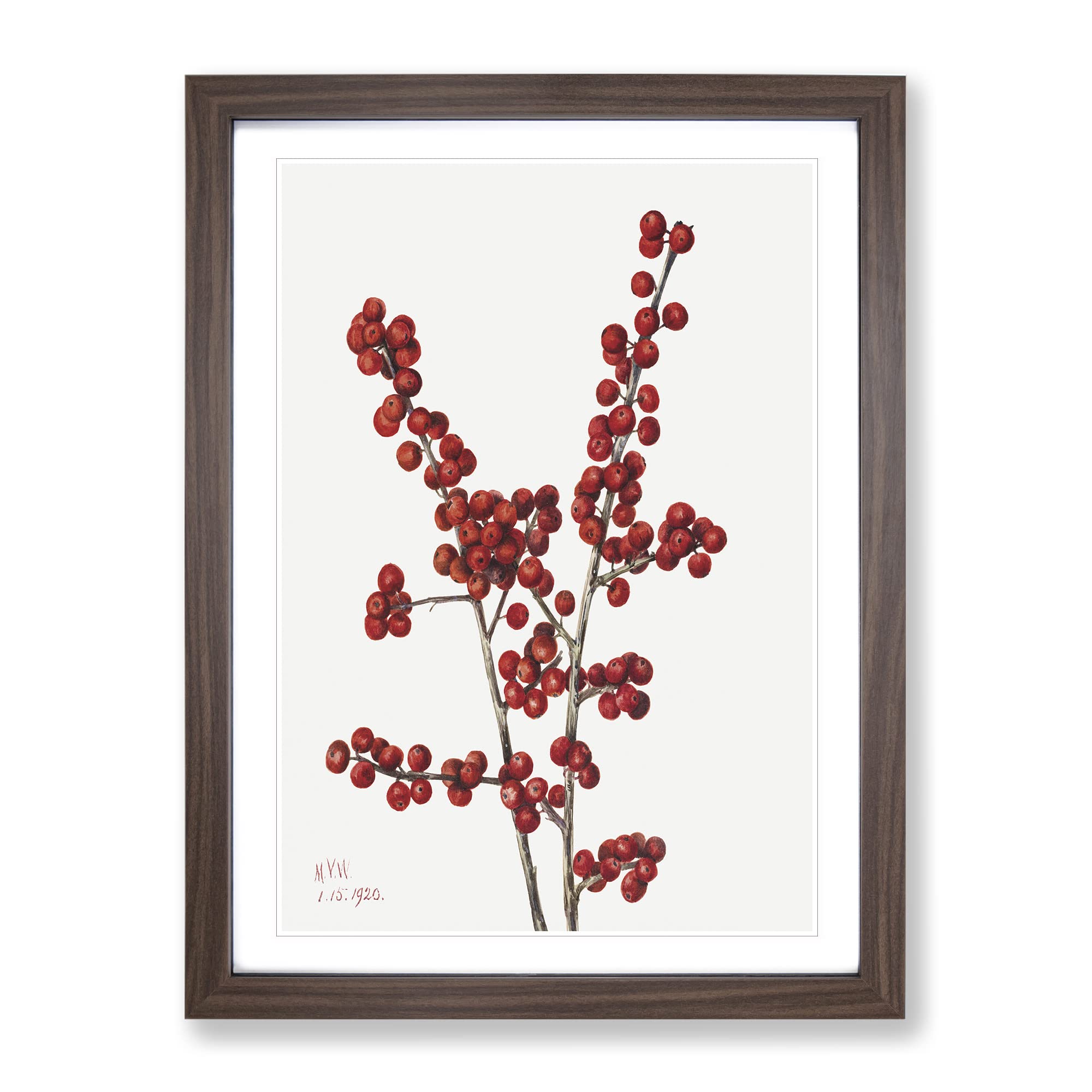 Winterberry Berries By Mary Vaux Walcott Vintage Framed Wall Art Print, Ready to Hang Picture for Living Room Bedroom Home Office Décor, Walnut A4 (34 x 25 cm)