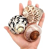 QICQDRAM 3PCS Hermit Crab Shells 2.9~3.3'' Large Seashells 1.2~2'' Opening | Natural Hermit Crab Shells for Hermit Replacement Turbo Growth Shells Hermit Crab