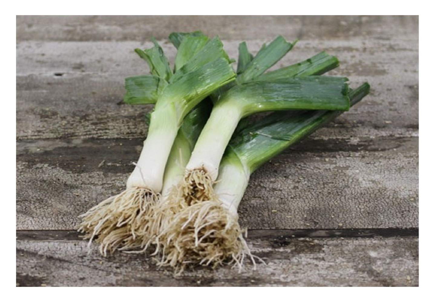 PREMIER SEEDS DIRECT - Leek - MUSSELBURGH - 1000 Finest Seeds - Very Hardy