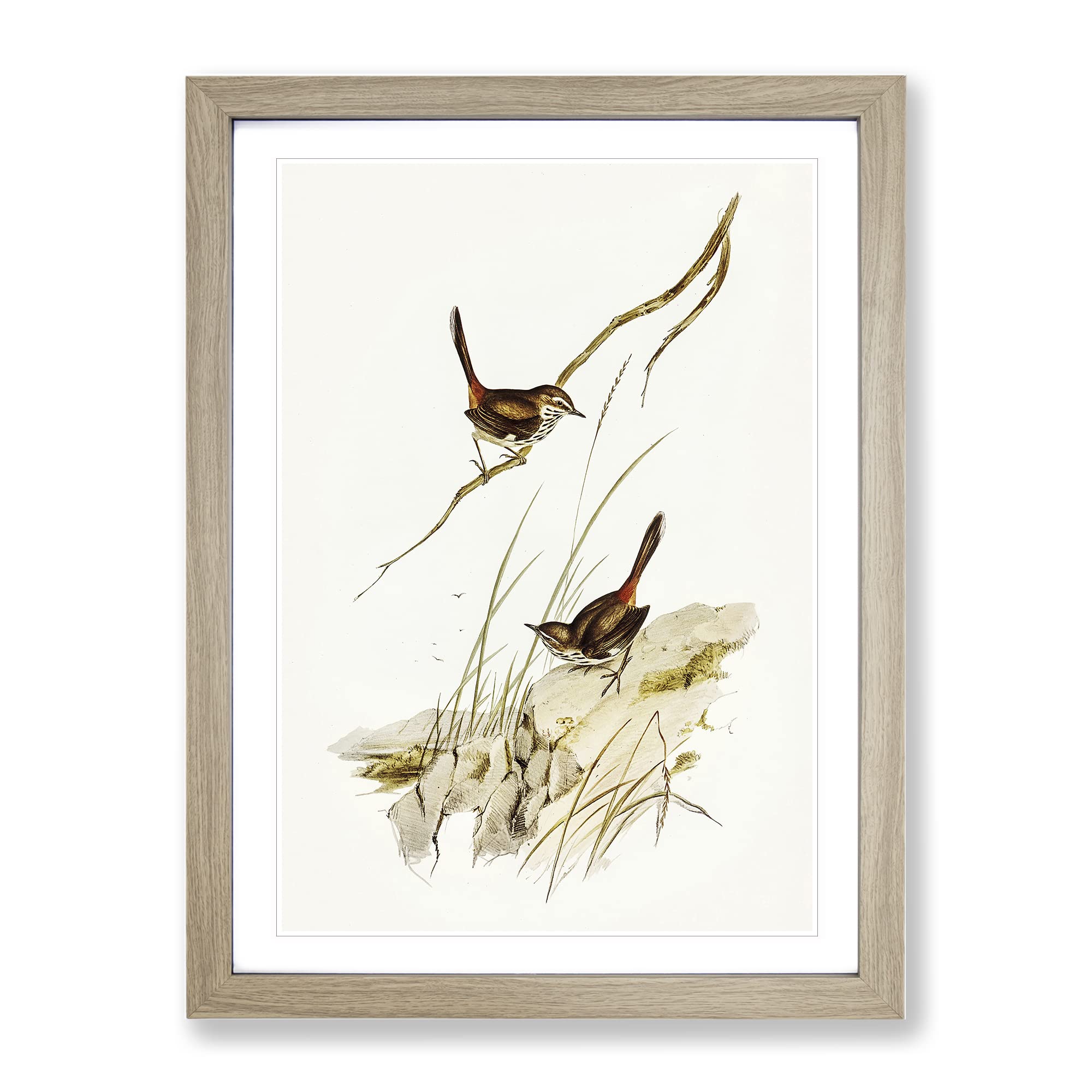 Cautious Wren Bird By Elizabeth Gould Vintage Framed Wall Art Print, Ready to Hang Picture for Living Room Bedroom Home Office Décor, Oak A4 (34 x 25 cm)