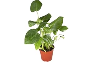 Monstera Split Leaf - 4" from California Tropicals