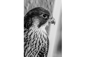 Peregrine Falcon Notebook