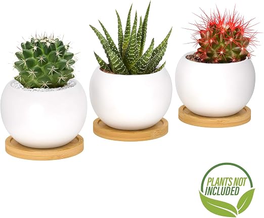 Maceta para plantas suculentas y cactus, pequeña maceta de ...