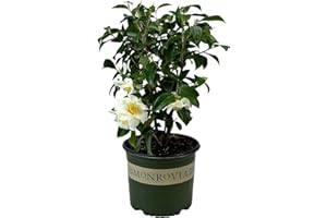 Blooming & Beautiful - Silver Waves Camellia - 3 Gal - Monrovia - Evergreen Shrub - Large White Blooms Yellow Centered - Zones 8-10 - Partial Sun - Camellia Japonica ‘Silver Waves’ - 3 Gallon Pot