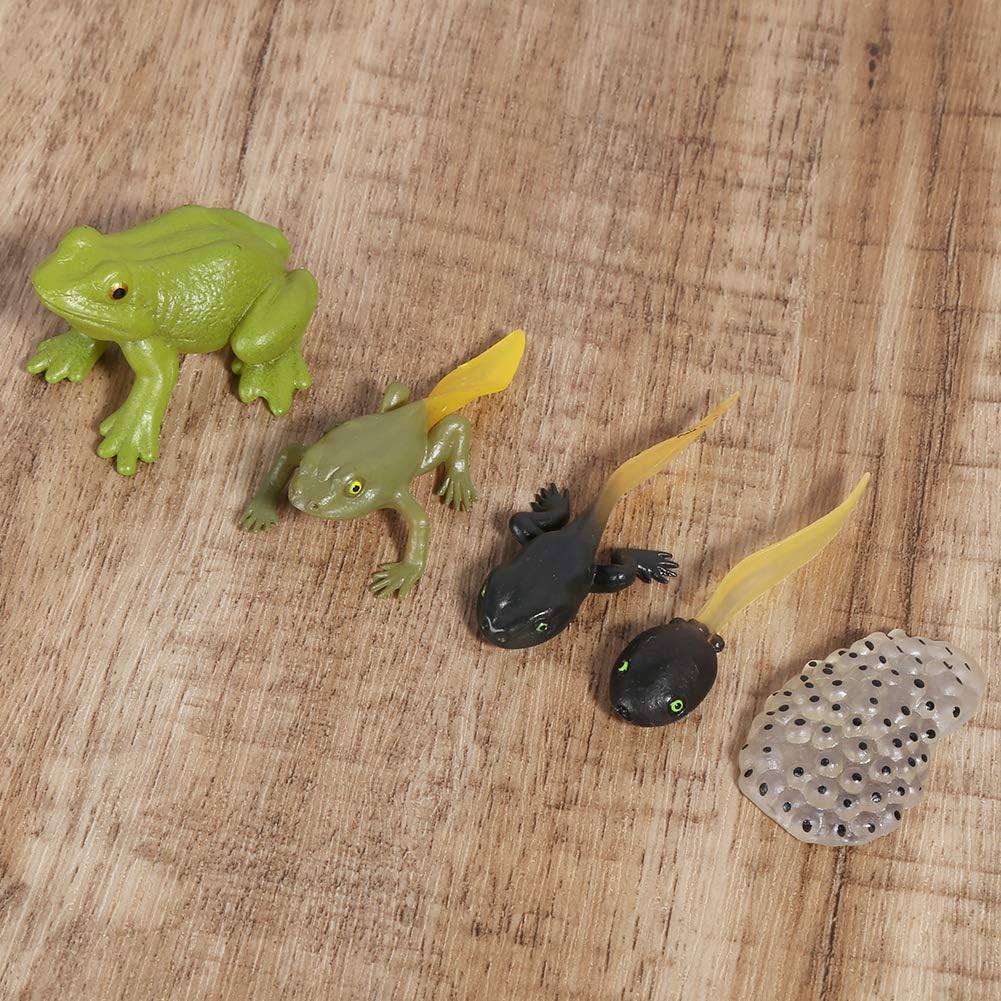 カエル モデル 5pcs おたまじゃくしからカエルまでのひみつ 成長サイクル フィギュア 自然 動物 認知 現実的 いたずら おもちゃ 初期 教育 知育 玩具 就学前 保育園 幼稚園 教材 教具 動物の姿 おもしろい 観察 親子時間 カエルのライフサイクル 5種の Amazon