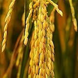 Palm Beach Medicinal Herbs Rice Carolina Gold Seeds
