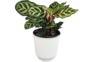 Altman Plants Calathea Live Plant Decor, Makoyana Prayer Plant in 4 Inch White Plastic Plant Pot, Easy Plant Gift, Pet Friendly Plants, Unique Desk Plant, House Plant in Indoor Plant Potting Soil Mix