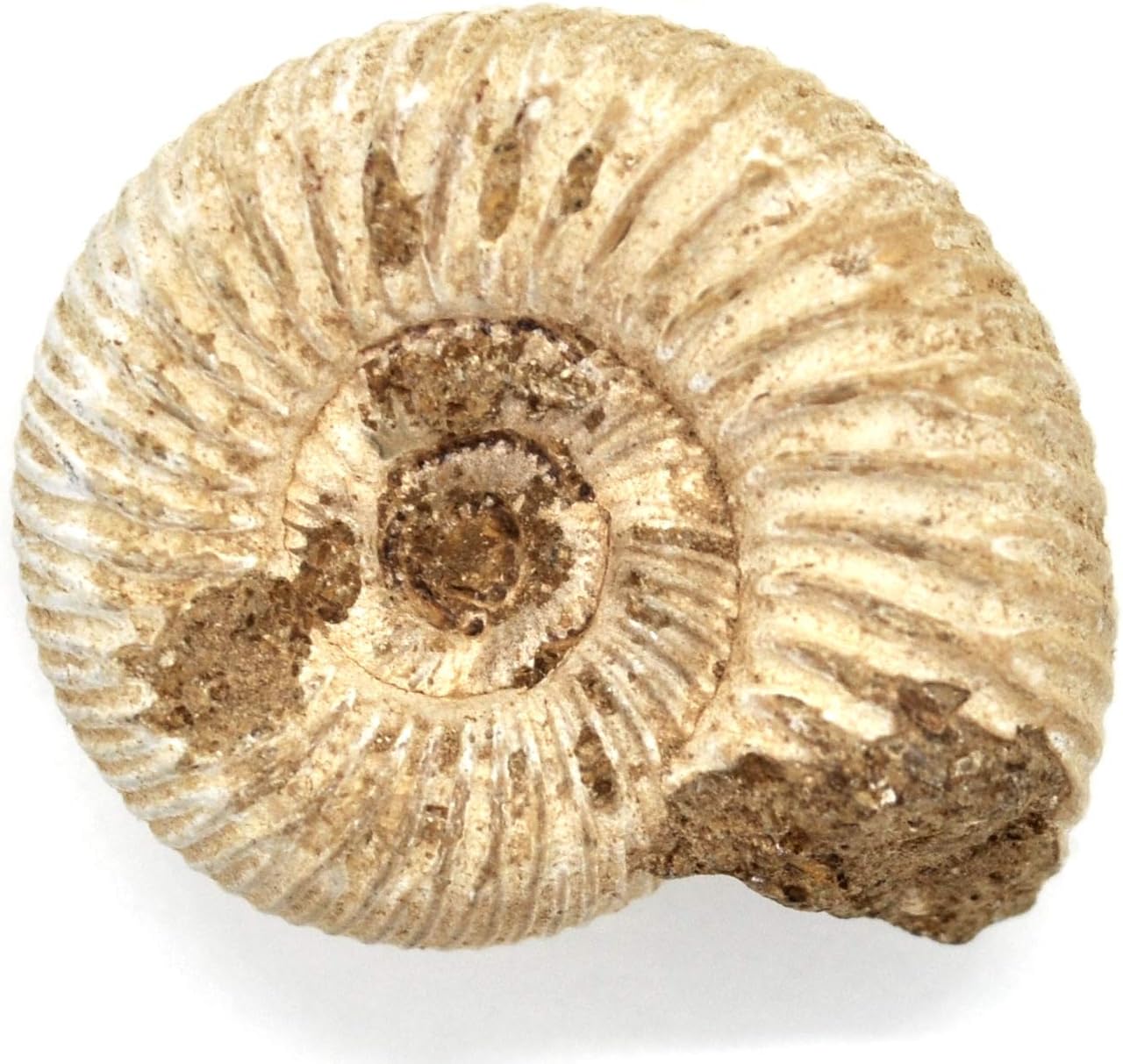 Past Impressions Crystals Fossil Ammonite Perisphinctes from Madagascar 30mm Jurassic age fossils