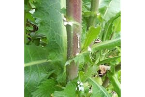 Palm Beach Medicinal Herbs - Wild Lettuce (Lactuca virosa) - Packet of 50 Seeds