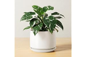 LE TAUCI Ceramic Pots for Plants, 6.8 Inch Plant Pots with Drainage Hole & Saucer, Modern Planter for Indoor Plants, Stable & Durable, Perfect for Living Room or Office Decor, White