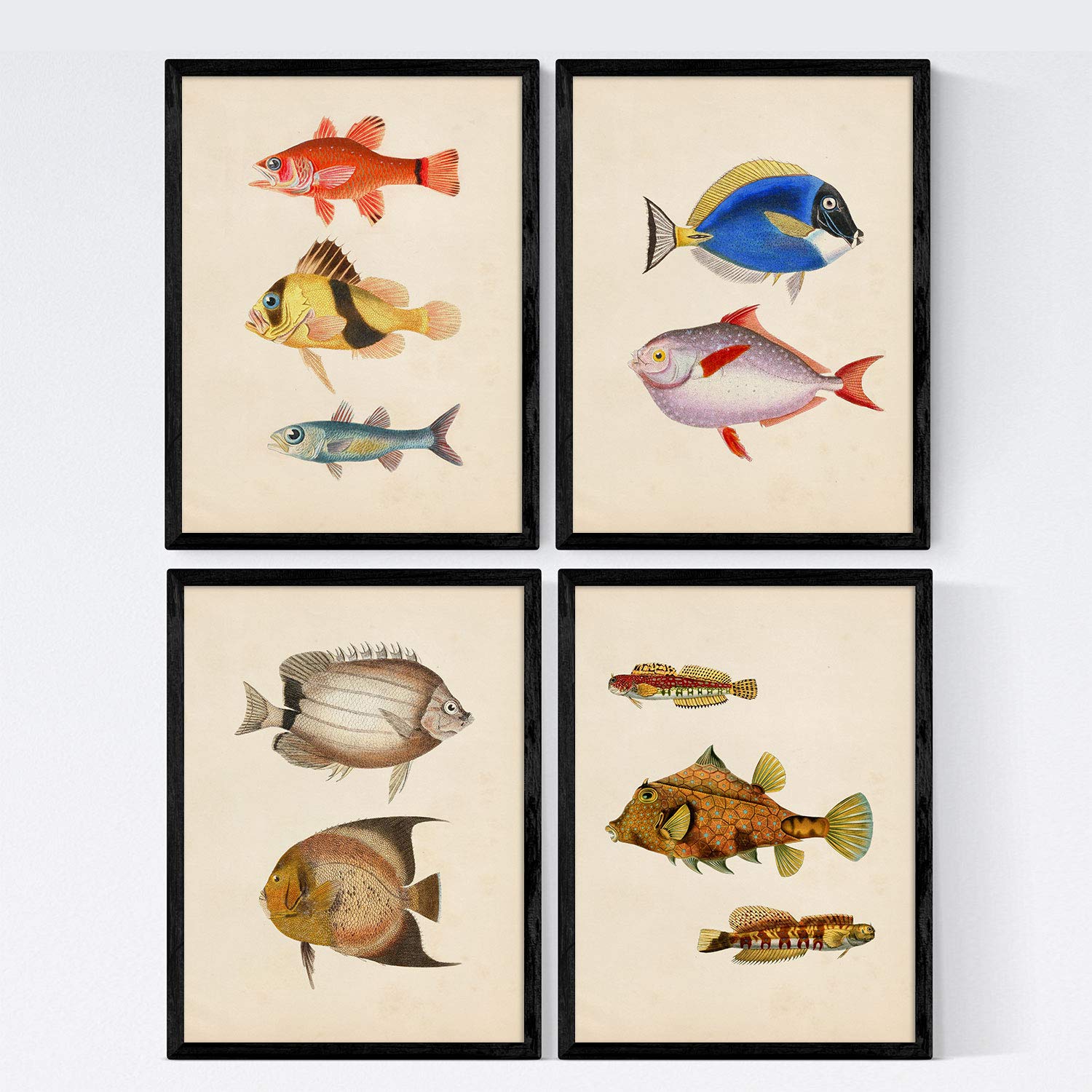 Nacnic Set 4 sheets of fish vintage colorful effect. Atlantic. Composition of 10 different fish in A4 size, vintage background old paper Poster paper 250 gr high quali