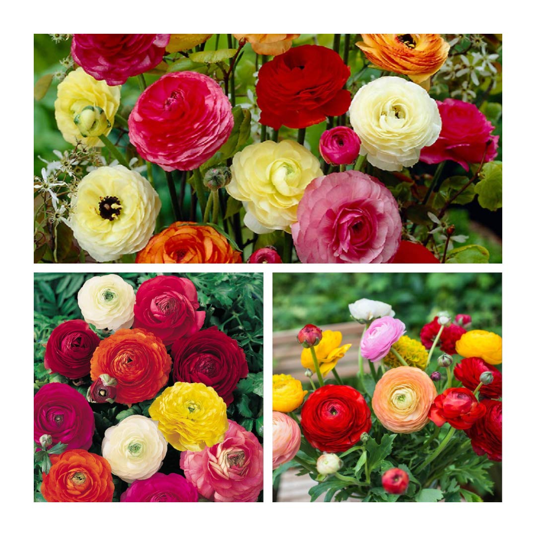 Ranunculus Mixed Flower Corms/Bulbs. Hardy Colourful Flowers. (100)