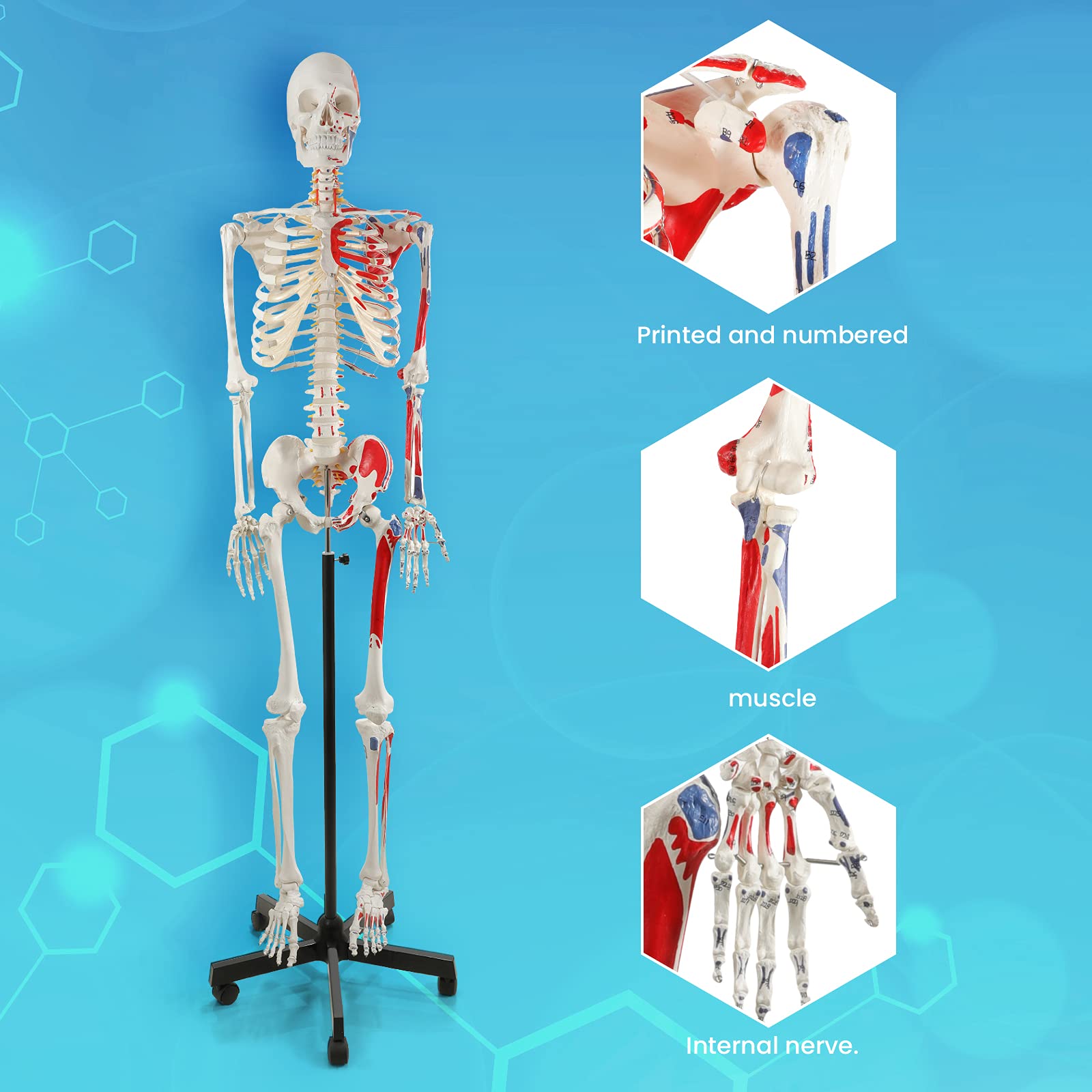 Skeleton 8 Inch Reference Mua breesky 70.8 Inches Human Skeleton Model for Anatomy - Life Size ...