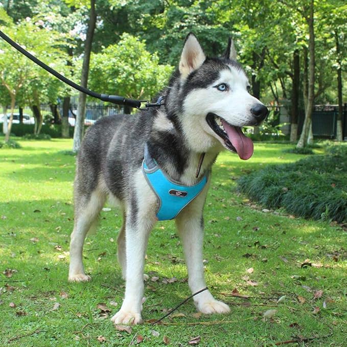 fafagogo2216gogo Harnais pour Chien, Animal De Compagnie