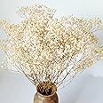 Dried-Babys-Breath-Flowers-Bouquet-17 inch 2000+ Ivory White Flowers, Natural Gypsophila Branches for Wedding, DIY Home Party