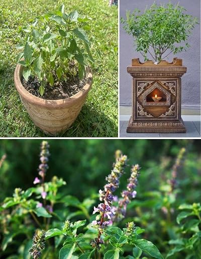 Tulsi Seeds Holy Basil Ocimum Sanctum 100+ Rama Tulsi Brand Generic