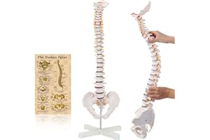 RONTEN Spine Model, 31" Life Size Spinal Cord Model with Vertebrae, Nerves, Arteries, Lumbar Column and Male Pelvis - Mount on a Stand