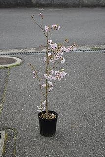 すべての花の画像 ベスト50 染井吉野 鉢植え