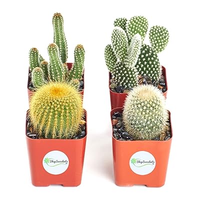 Shop Succulents | Cool Cactus Collection of Live Liberia | Ubuy