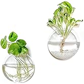Kingbuy Wall Hanging Glass Planter Propagation Station - 2 Pack Oblate Globe Wall-Mounted Vases for Indoor Hydroponic Air Plants Bathroom Living Room Office Decor Gift for Women, Mom, Plants Lovers