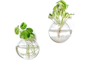 Kingbuy Wall Hanging Glass Planter Propagation Station - 2 Pack Oblate Globe Wall-Mounted Vases for Indoor Hydroponic Air Plants Bathroom Living Room Office Decor Gift for Women, Mom, Plants Lovers