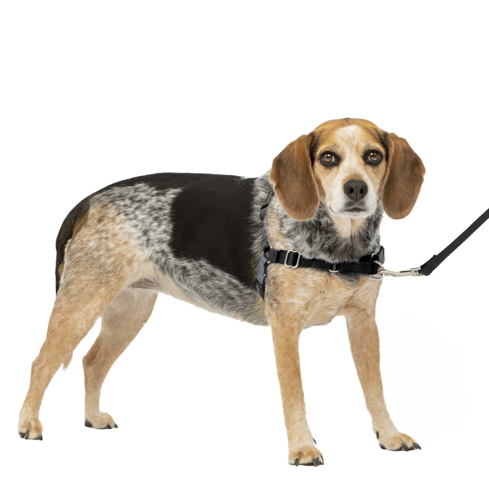 PetSafe Easy Walk No-Pull Dog Harness – The Ultimate Harness to Help Stop Pulling – Take Control & Teach Better Leash Manners – Helps Prevent Pets Pulling on Walks, Small/Medium, Charcoal/Black