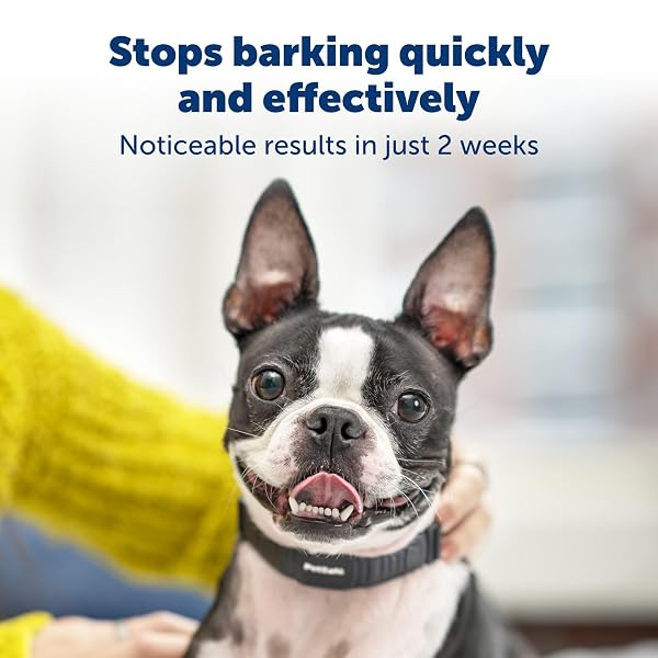 PETSAFE NANOBARK COLLAR – WORLD’S SMALLEST BARK COLLAR FOR SMALL AND MEDIUM DOGS, 10 LEVELS OF STATIC STIMULATION, WATERPROOF AND RECHARGEABLE ANTI-BARK TRAINING, COMFORTABLE AND LOW-PROFILE DESIGN