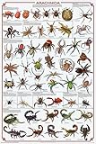 Laminated Arachnida Spiders Educational Science