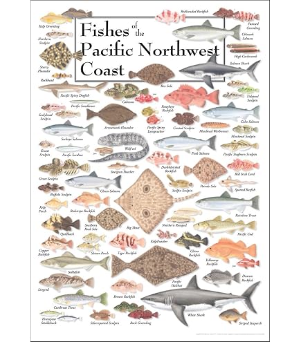Sibley's Raptors Of North America Poster - Laminated 24x36 Inch Educational Bird Identification Chart - View #3
