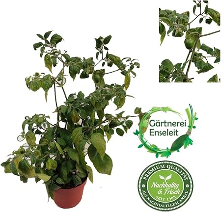 Baumchili Chili Baumchili Pflanze Kaufen Baumchili Im 12cm Topf Amazon De Garten