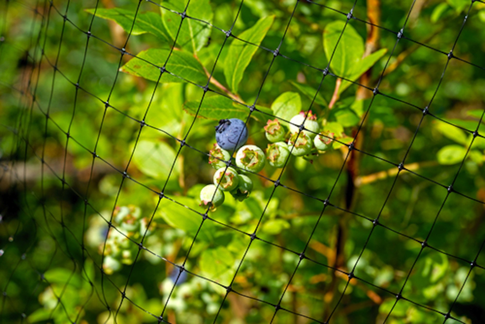 Galleon BEST BIRD NETTING 14 X 45 Ft Bird Net Smart Way To Protect