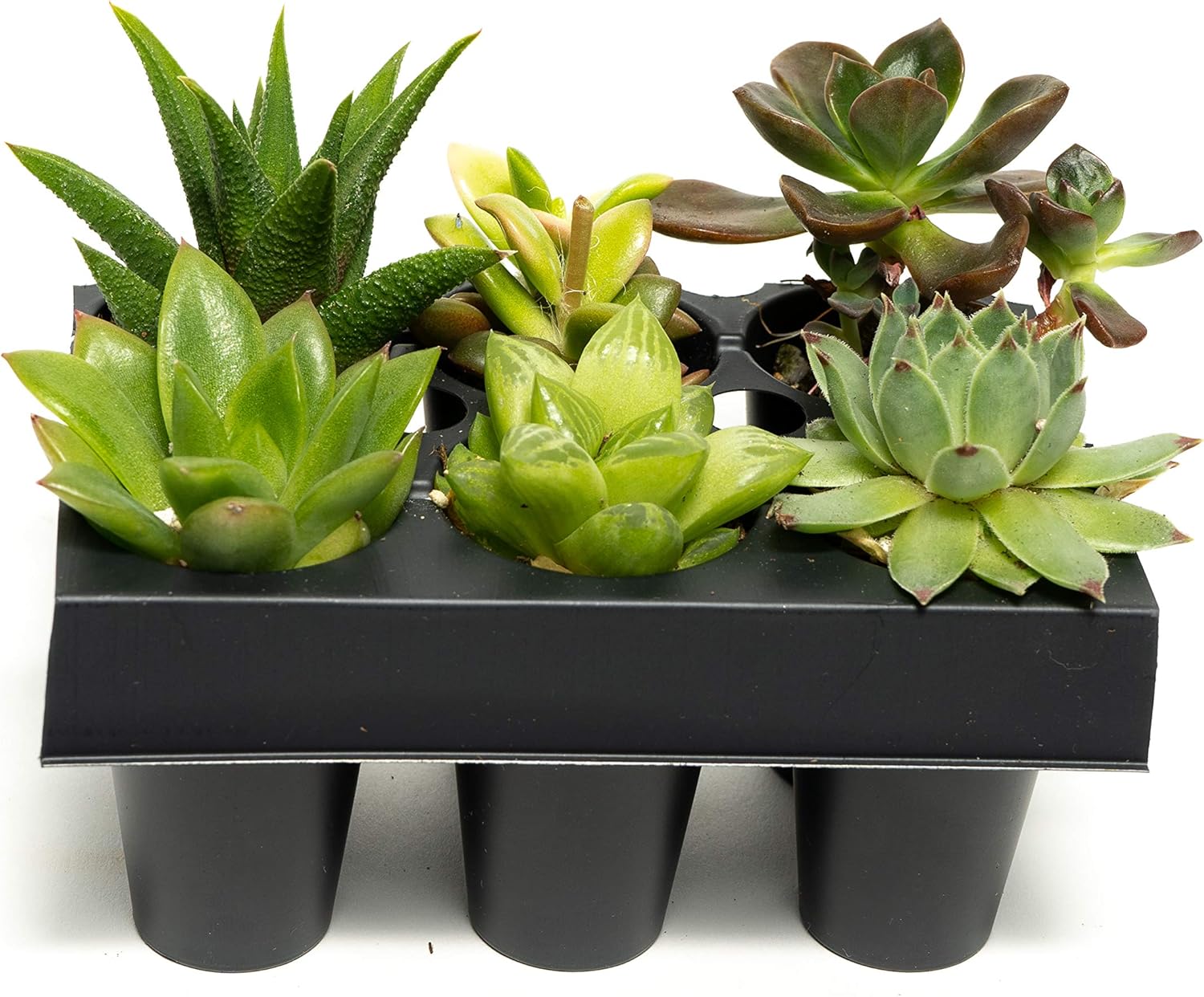 Succulent Assorted (6 Count) 1.5 inch Pack Each Live
