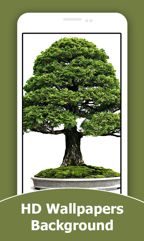 Bonsai HD Wallpapers And Background