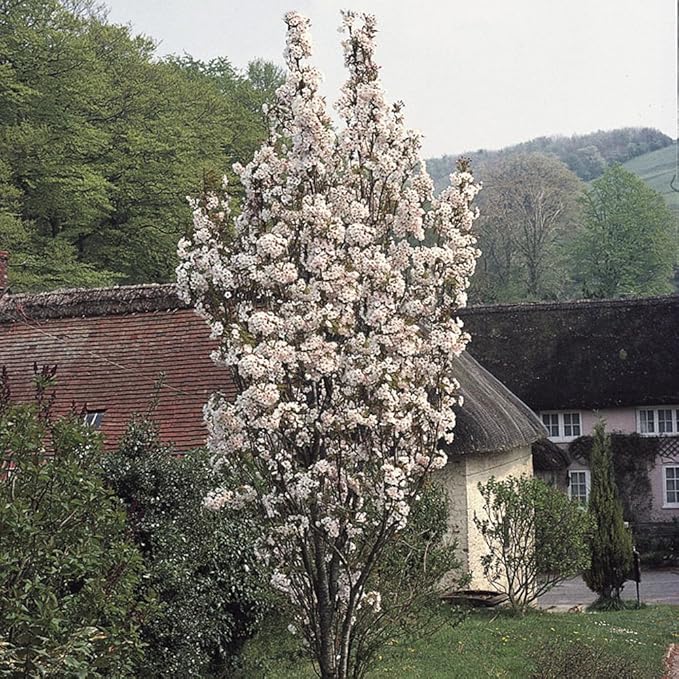 YouGarden Flowering Cherry Amanogawa Bare Root Tree Amazon.co.uk