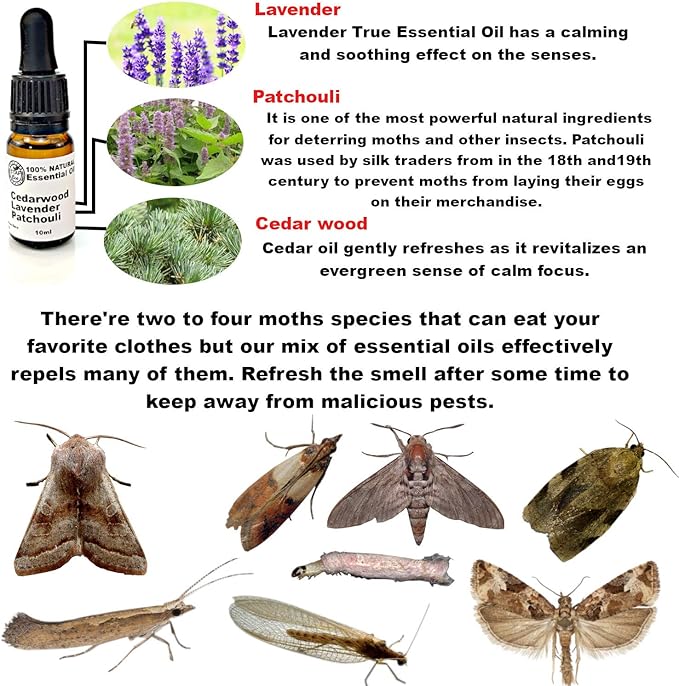 Do Clothes Moths Eat Wood
