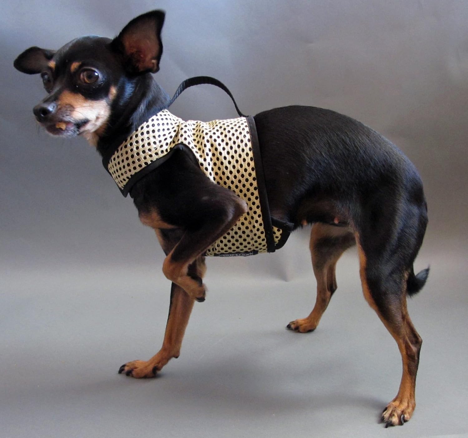 half shih tzu half terrier