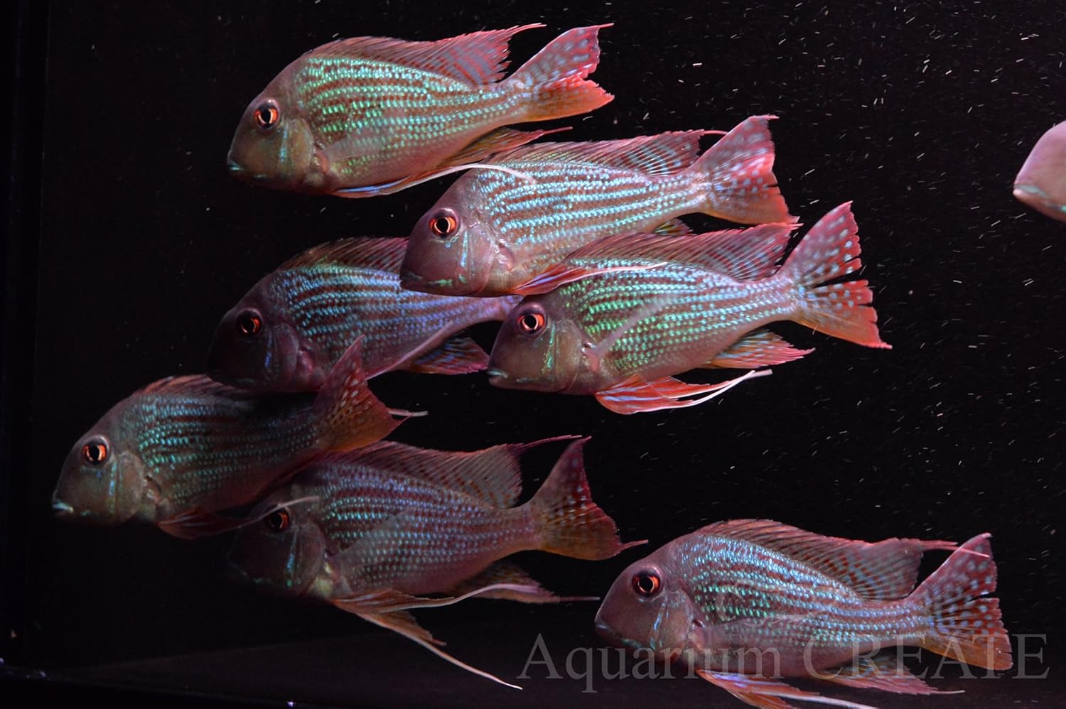 Amazon レッドゲオ ファーガス 熱帯魚 熱帯魚 観賞魚 水中生物 通販