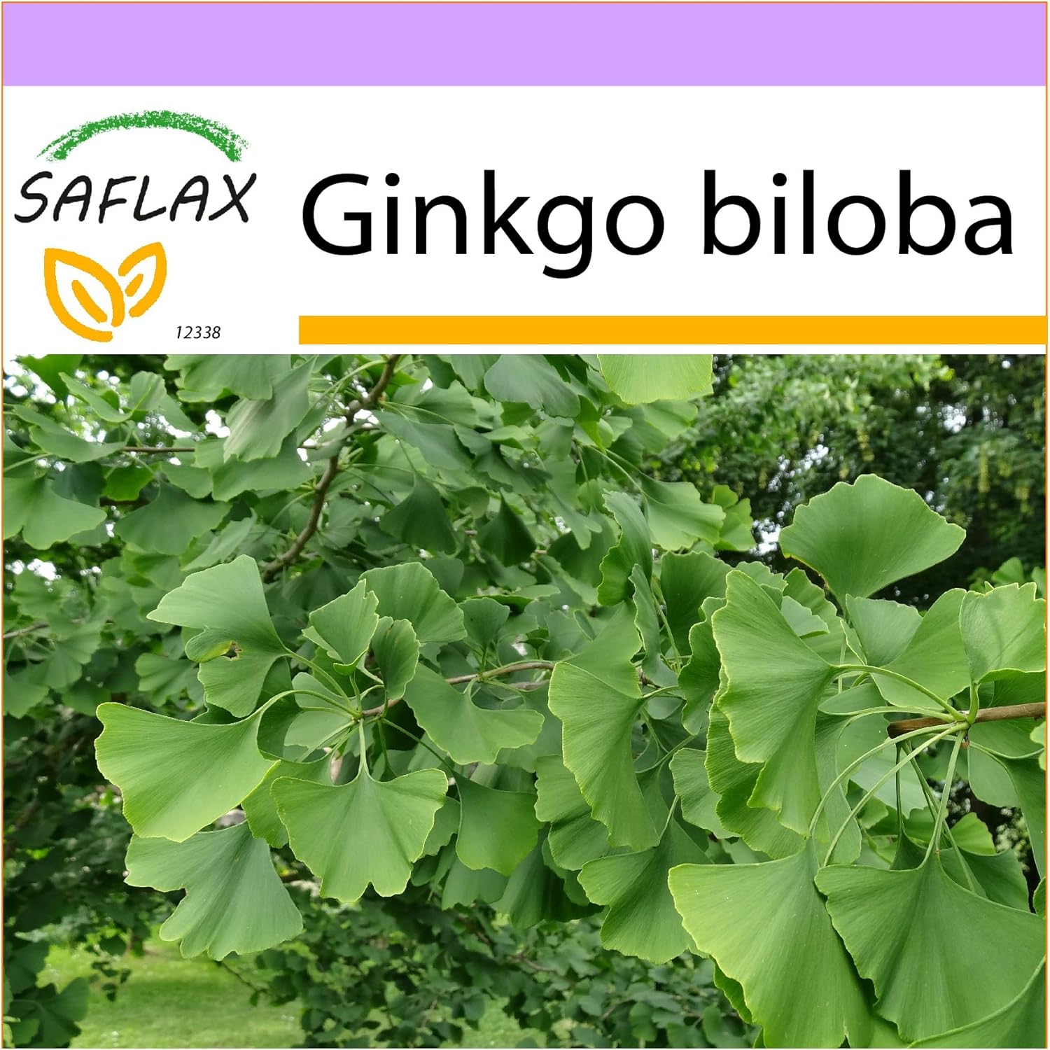 SAFLAX Ginkgo 4 graines Ginkgo biloba Amazon.fr Jardin